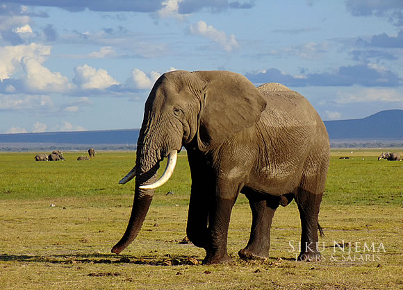 Elephants Bull - Amboseli National Park, Kenya